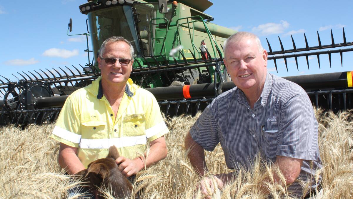 Dalwallinu farmer Mark Wilson (left) and AFGRI Equipment Dalwallinu salesman Ray Trinder  check out a crop of Calingiri wheat which Mark was hoping would make Noodle 1 grade. "Unfortunately the protein is too high because we didn't get any rain in September out here (east Latham)," Mark said.  "On the home farm at Dalwallinu yields and quality were excellent with screenings between one and two per cent, which was amazing considering the dry September. "The deep ripped crops were probably 800kg a tonne better than the non-ripped and our good crops have gone Hard 2 and APW and prices are creeping up. So overall, we're pretty happy with the way the season turned out."