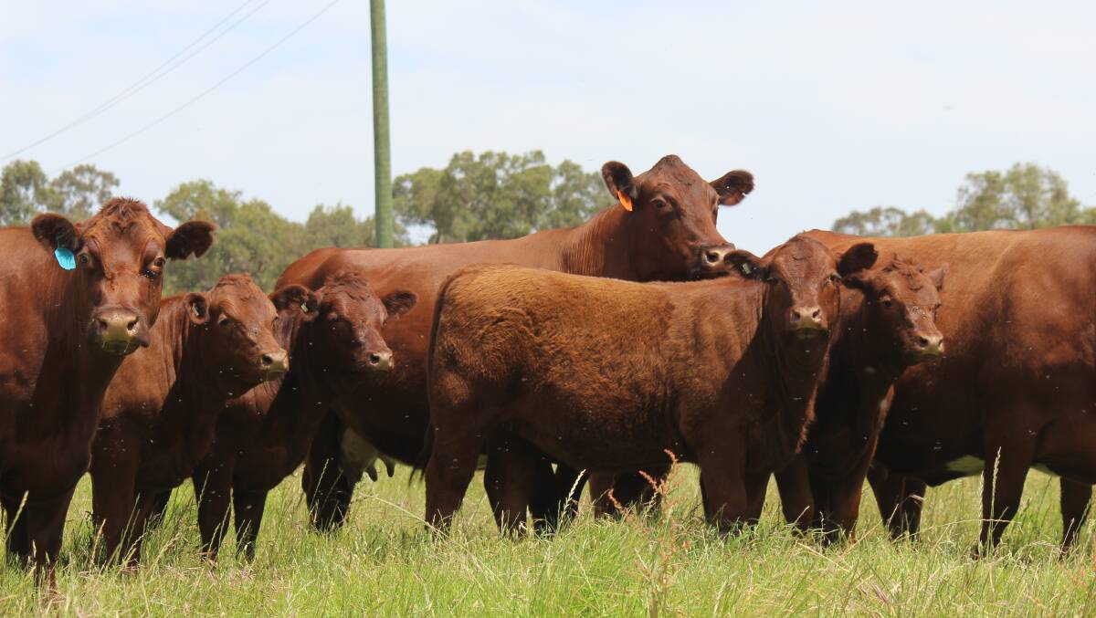 The Limousin-Shorthorn formula produces exactly the sort of calves Lindsay knows will perform at the saleyards.
