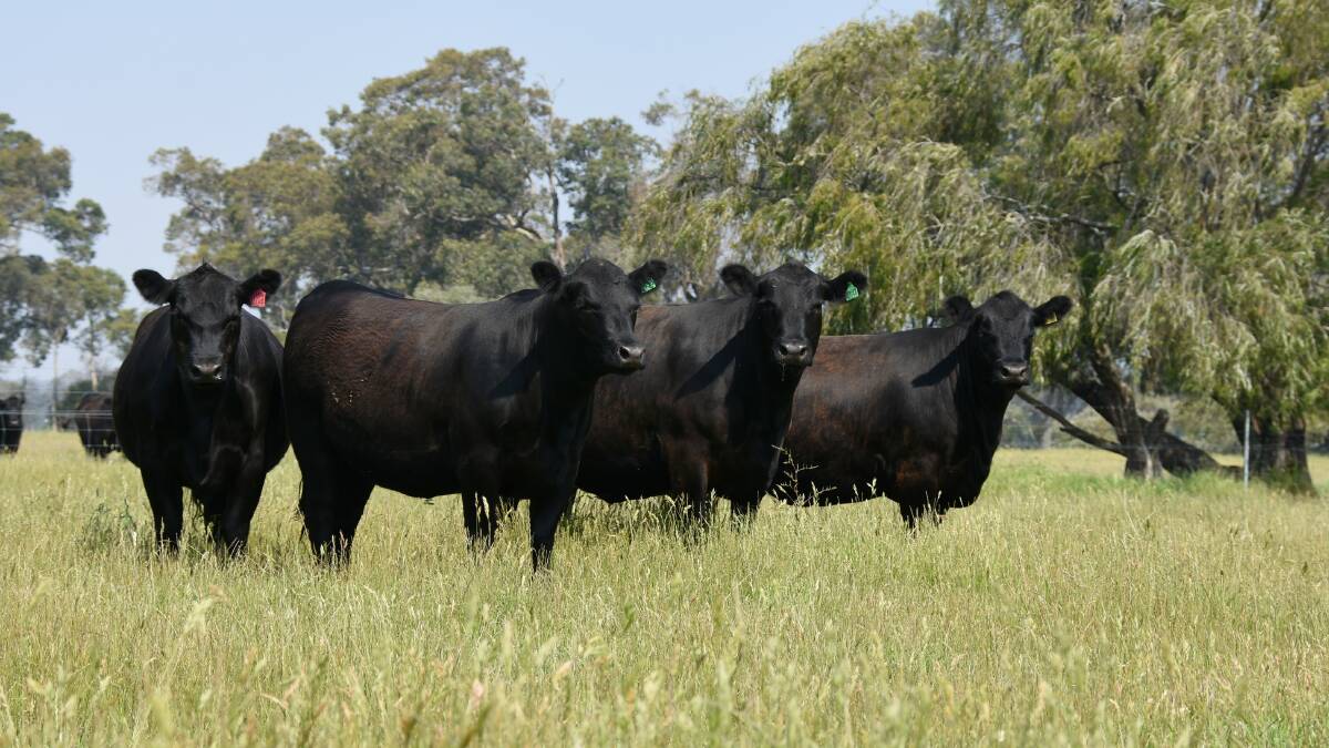Long time sale supporters the Muir family, Mordallup Angus stud, Manjimup, will again present another quality line of heifers when it trucks 36 genuine, purebred Angus heifers all based on their own breeding and in calf to Mordallup Angus bulls.