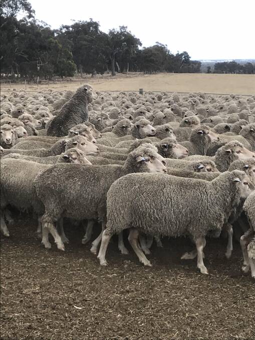 Terlinga Farms, Cranbrook, will offer 3300 ewes in the Elders Kojonup ewe sale to be held on Friday, December 14.