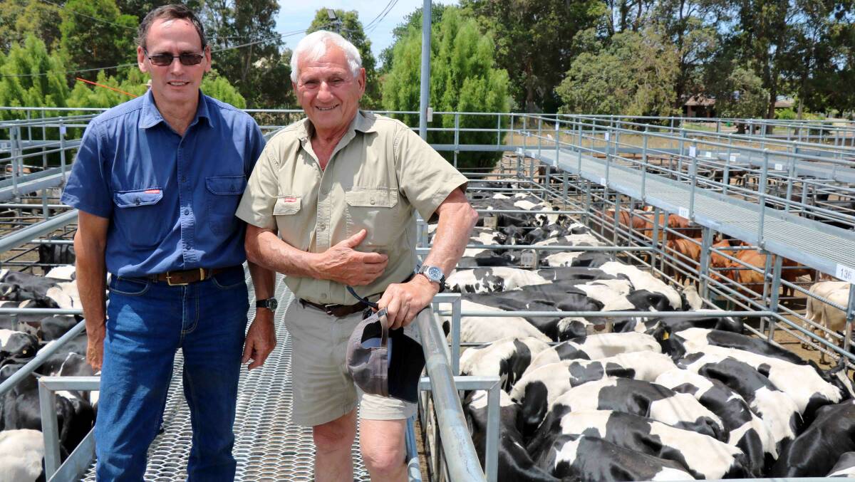 Alf Carroll, Cundinup (left), caught up with Lou Tuia, Donnybrook at the Elders sale last week. Mr Tuia bought several pens of steers, paying to $1049 for Friesian steers.