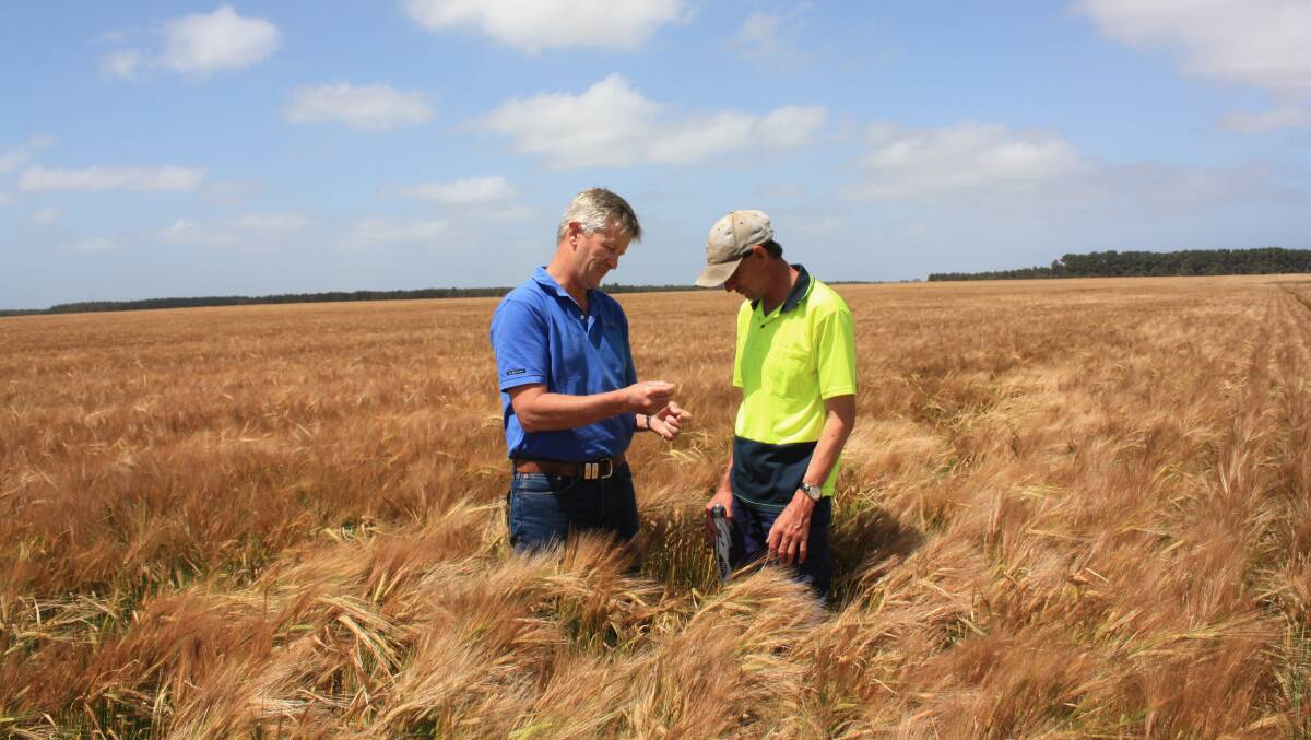 Agronomy Focus principal Quenten Knight (left) and Neridup farmer James Lewis checking a healthy crop of Flinders barley judged to be yielding 5 tonnes a hectare.