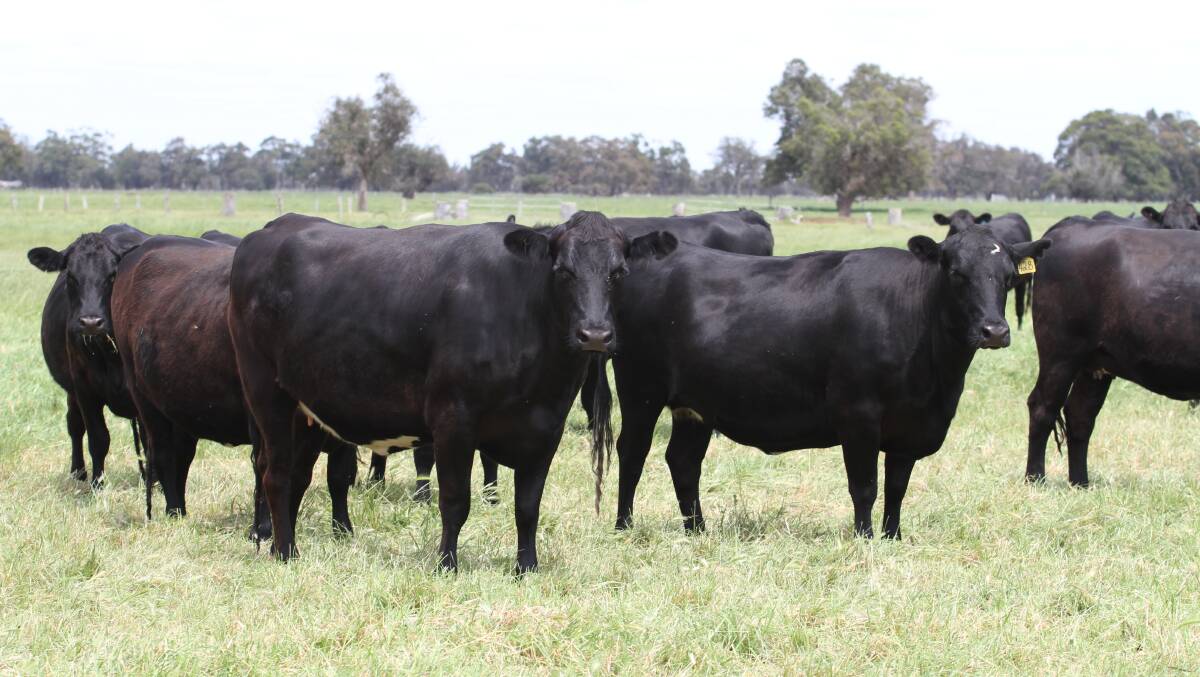 The Elders Boyanup Supreme Springing Heifer Sale on Friday, December 14, 2018, will see 815 PTIC first cross heifers offered. Angus-Friesian heifers will make up 92 per cent (750 head) of the catalogue and among the largest Angus-Friesian heifer vendors is Keith and Alison Jilley, KL & AJ Jilley, Boyanup, with 90 heifers nominated, PTIC to Limousin bulls and due to calve from February 1, 2019, for 10 weeks.
