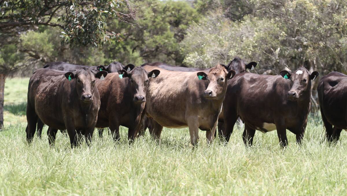 An example of the 24 PTIC Murray Grey-Friesian heifers (15 synchro AI mated) due to calve to Limousin bulls and part of the 219 PTIC heifers to be offered by long-time sale vendors KS & EN Roberts & Son, Elgin. The Roberts will also offer 168 Angus-Friesian (110 synchro AI mated), 22 Hereford-Friesian (15 synchro mated) and five Angus-Montbeliarde heifers.
