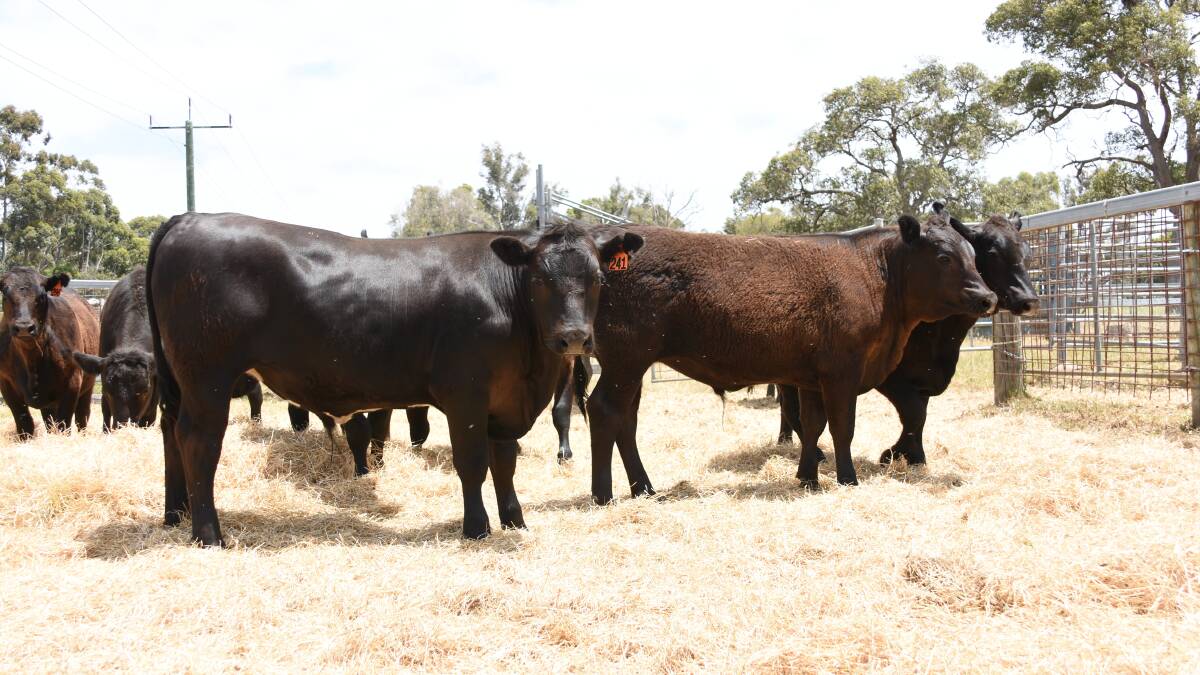 Pinjarra operation South West Pastoral will offer its first draft of calves for the year – 60 Angus steers.