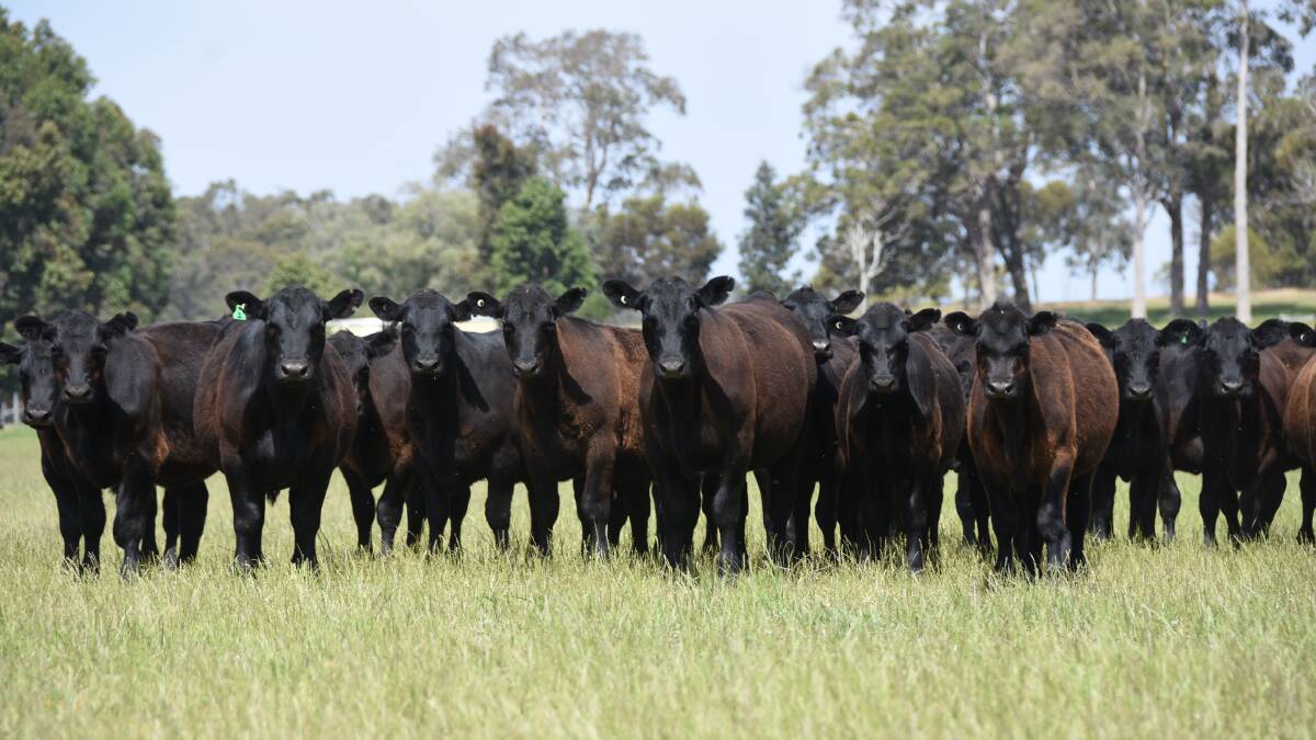 Some weaners which went into the first Landmark weaner sale of the season, which was held last week.