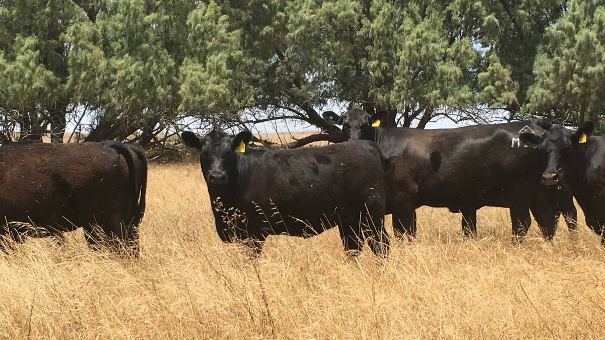  The Sudlow family, Kapari Angus stud, Northampton, has nominated 20 Angus heifers from its stud herd which are surplus to requirements.