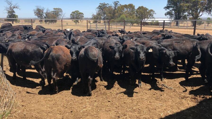 Stone Axe Pastoral Company, Kojonup, will have 75 mixed-sex Angus weaners to pen in the sale. The well-grown 42 steers and 33 heifers are March and April drop born and currently average 271kg.