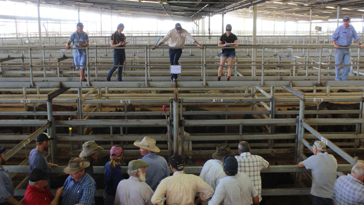 The S & C Livestock team on the rail at Muchea last week.