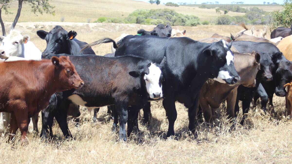 Cattle being affected by the stable fly in Badgingarra