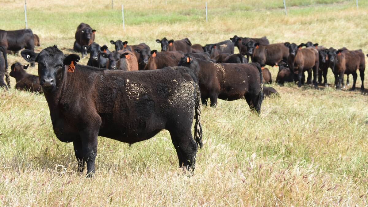 Donnybrook-based operation Kinjarling Downs will be one of the sale's major vendors with an offering of 135 Angus calves (80 steers and 55 heifers).