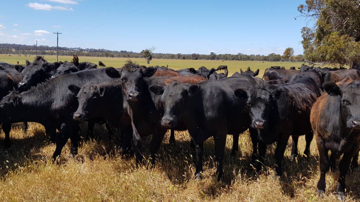IB & SB Rutherford, Duranillin, will be one of the volume vendors at the Elders store cattle sale at Boyanup on Friday, November 16, 2018, offering a draft of 60 Angus steers and 40 Angus heifers aged from 12 to 14 months.