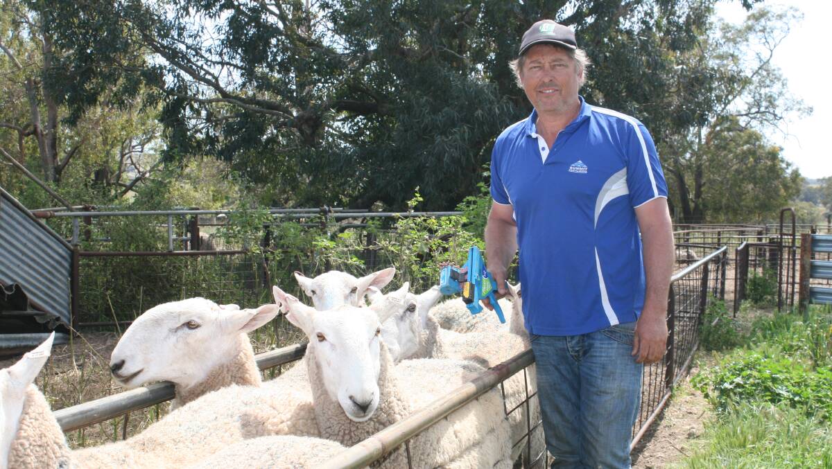 Peter Negus was recently tagging his new Border Leicester rams, pushing back harvest preparations.