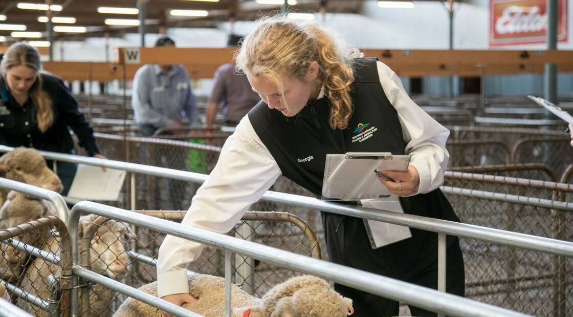 Year 12 WA College of Agriculture, Cunderdin, student Georgia Daws, Yealering, competing at the National Merino Challenge in Adelaide in May.