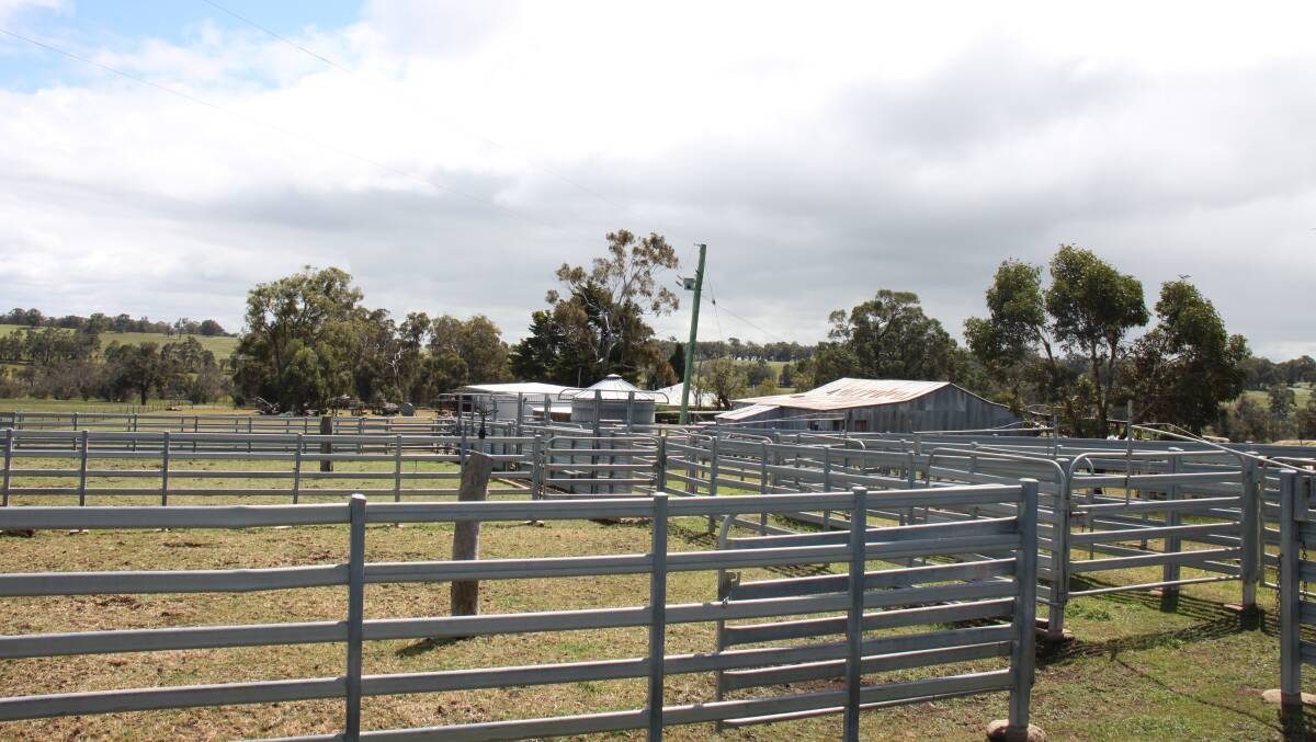 Infrastructure across the property is extensive and impressive, including this 300-head set of cattle yards.