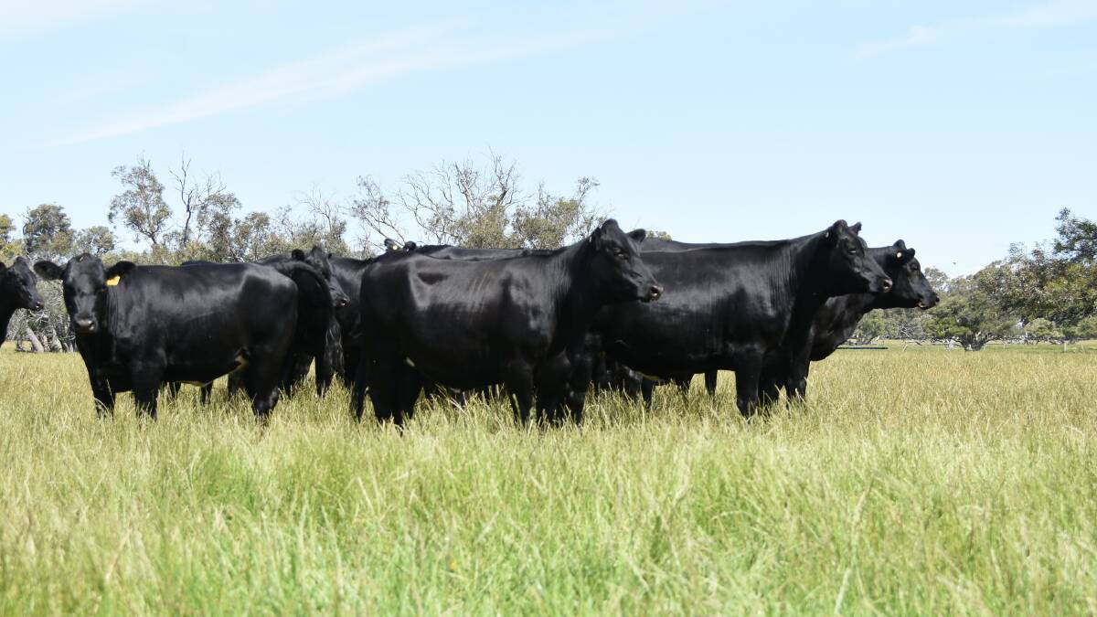 The Neill family, Laureldene, Boyanup, has nominated a line of 35 owner-bred, Angus-Friesian heifers aged 18mo.