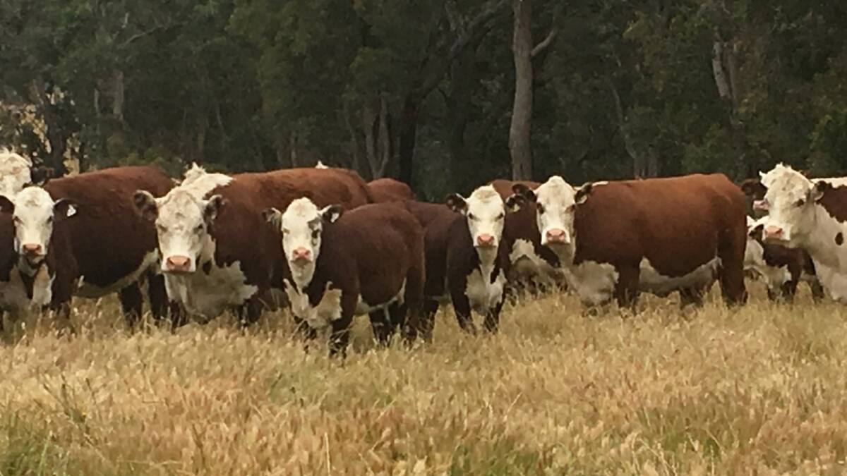 Forrest View Poll Herefords, Dinninup, will offer a line of 40 Poll Hereford heifers in the sale from its breeding herd of 500 head.
