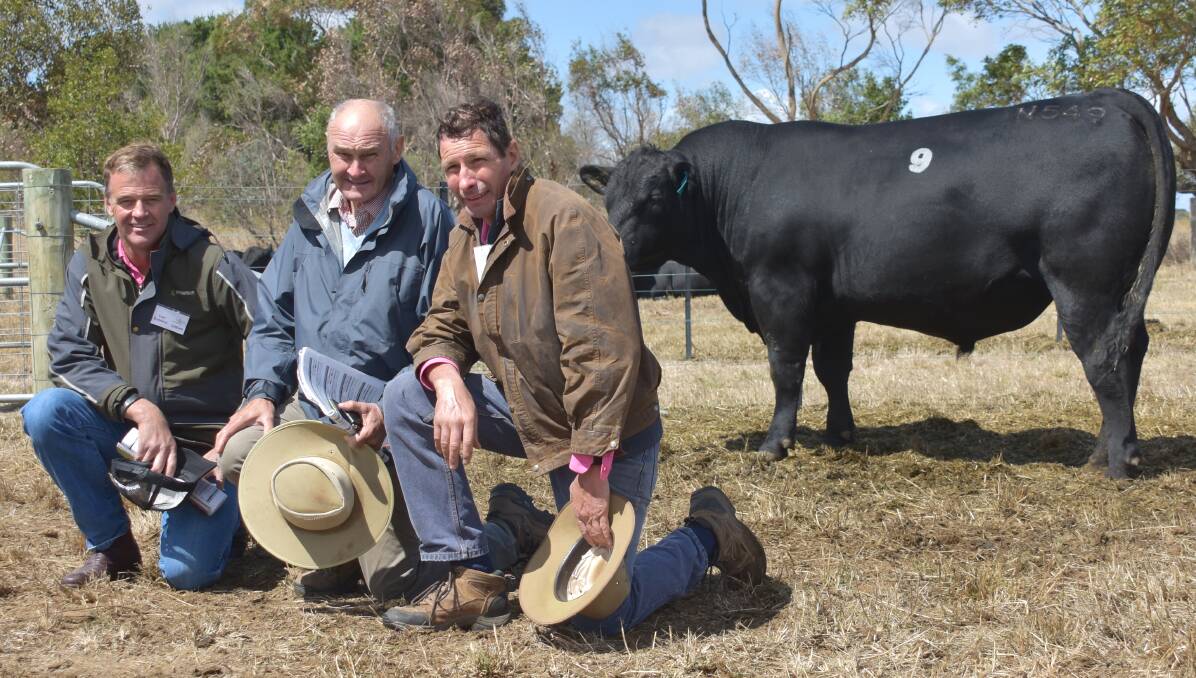 TOP PRICE: Bryan Corrigan, Rennylea Angus, Culcairn NSW flanked by Te Mania directors Tom Gubbins and Hamish McFarlane with the $42,000 top price Te Mania Newly N549 who sold to a Pathfinder and Rennylea led syndicate.