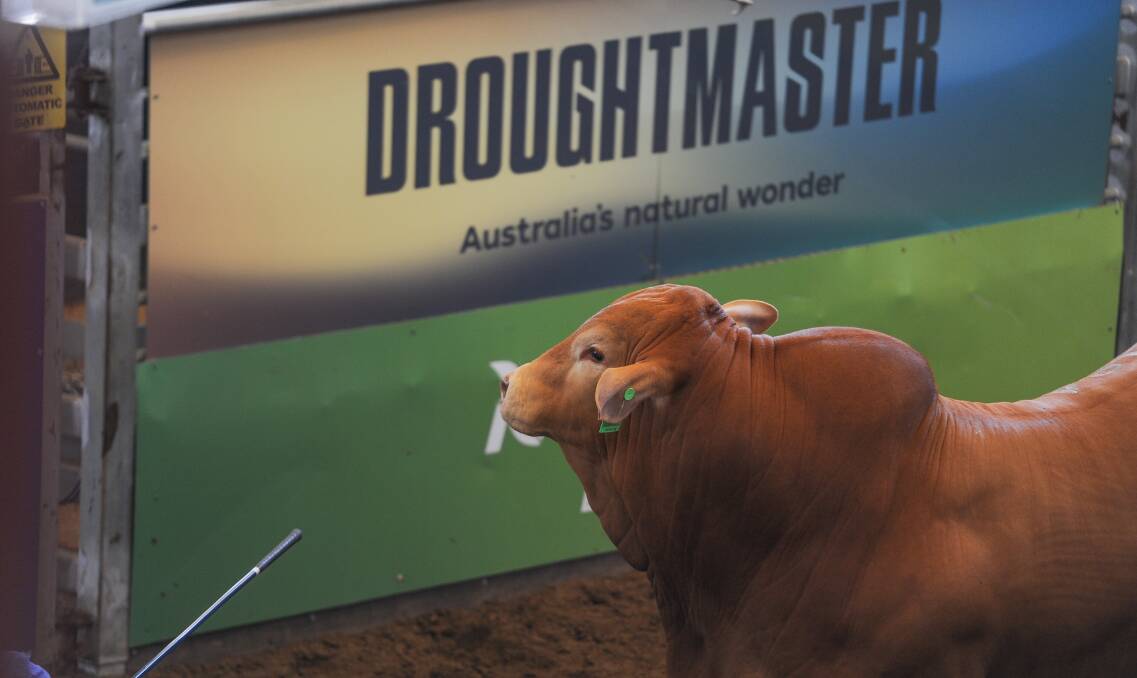 The Droughtmaster society has unveiled a new and unique slot auction style concept that will be introduced at this year's National Bull Sale in September. Picture: Lucy Kinbacher 