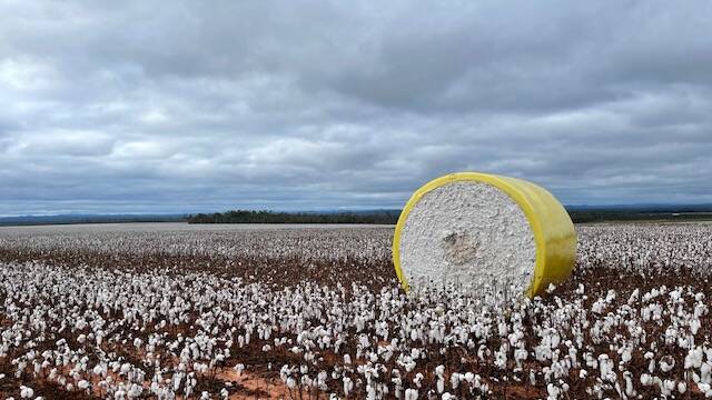 A cotton farm on the southern part of the Atherton Tablelands in Far North Queensland. Photo: Emmalee Jonsson 