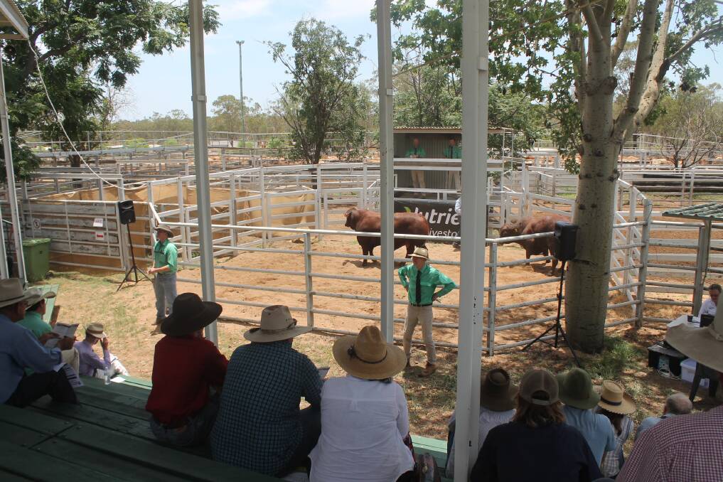 Temperatures soared in Clermont at the sixth annual Santa Gertrudis bull sale on Tuesday. 