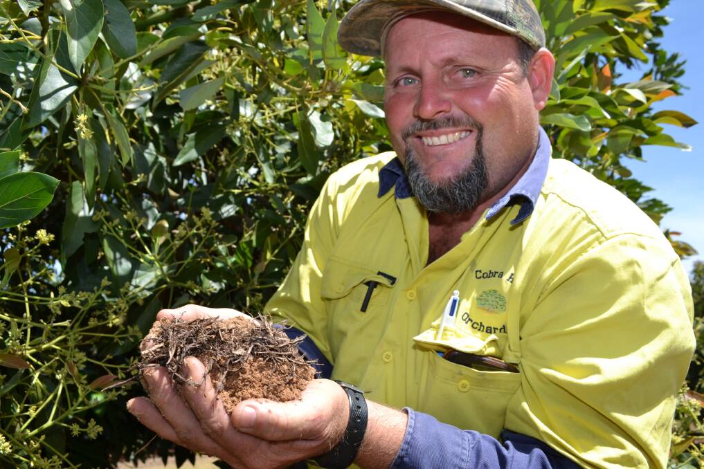 Mareeba lime and avocado farmer Matthew Perkes has won this year’s Charlie
Nastasi Horticultural Farmer of the Year Award. Photo supplied.
