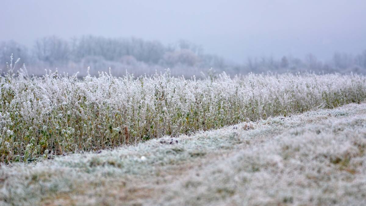 Fighting the catastrophic impact of frost