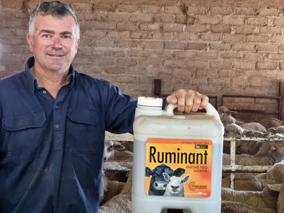 SUCCESS: Phil Cook has lifted his annual merino lambing rates to 138 percent using Ruminant. 