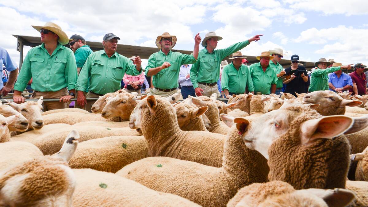 Lamb prices softened further last week. Photo: Darren Howe. 