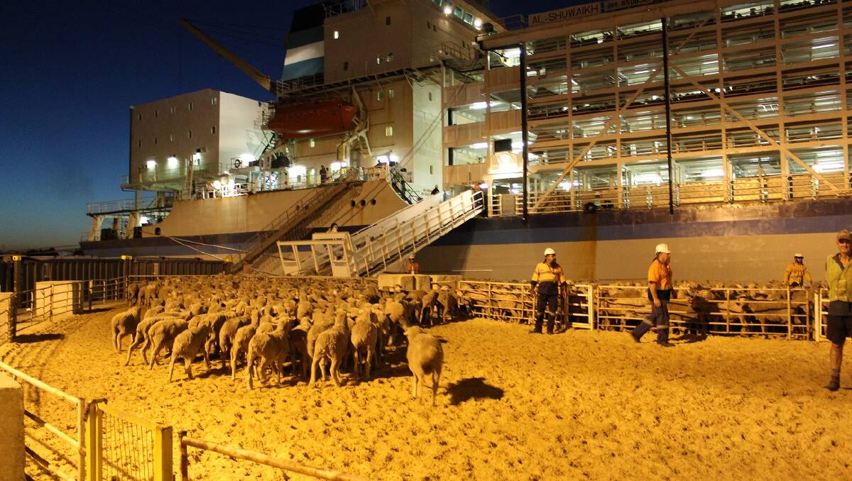Live sheep exports were debated in parliament this week. FILE PHOTO. 