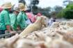 Bigger yardings put pressure on trade lamb prices