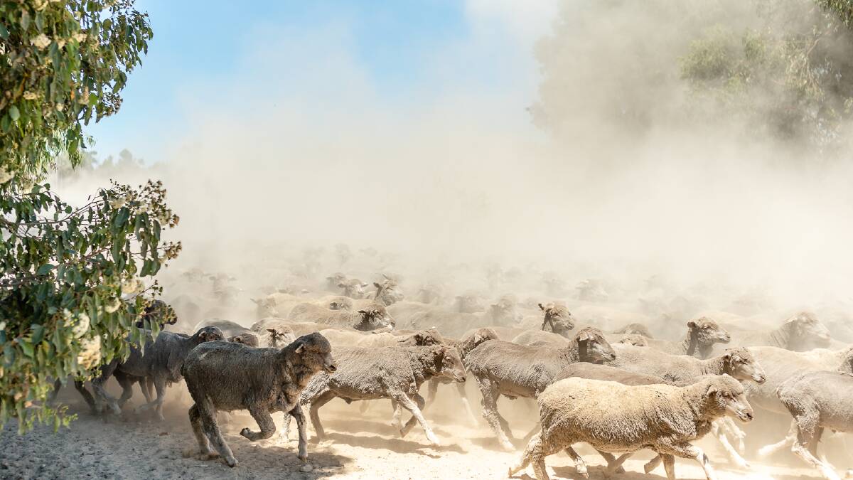 Investigations into alleged breaches of the ESCAS system in Oman continue, as the live sheep industry condemns new footage released by Animals Australia. Photo supplied courtesy ALEC.