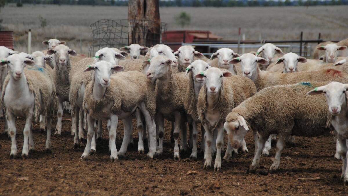 Sheep Producers Australia on hunt for board members