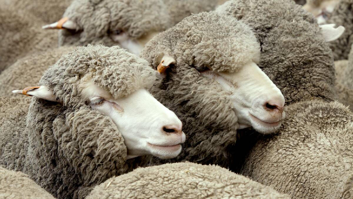 Two new sheep research project have been announced by Meat & Livestock Australia. 