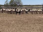 The value of sheep meat and live sheep prediction will reach $4.4 billion in 2024-2025, according to ABARES. 