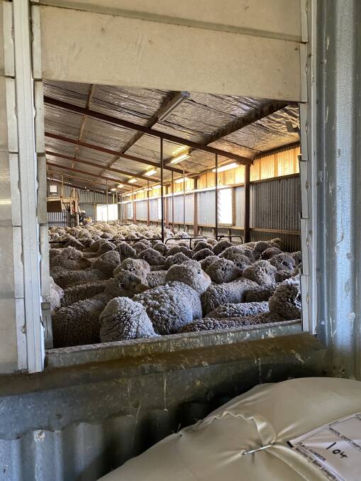 Workplace culture and poor facilities could be pushing classers out of wool sheds. 