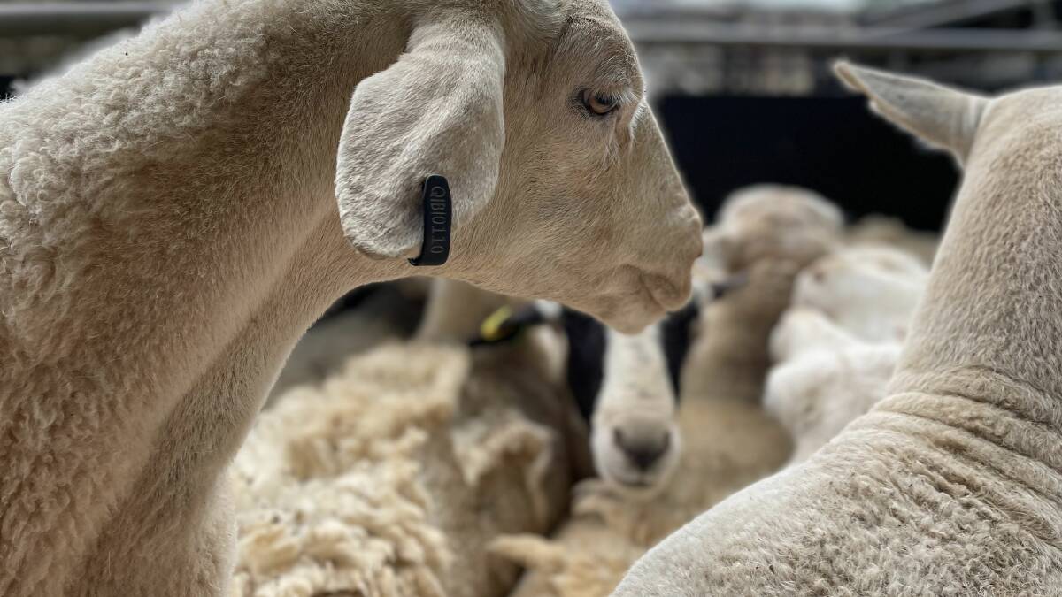 The Tasmanian government has announced a funding package to help the state's sheep and goat industries transition to mandatory eID. 