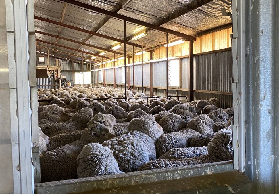Commodity price boom pushes wool prices upwards