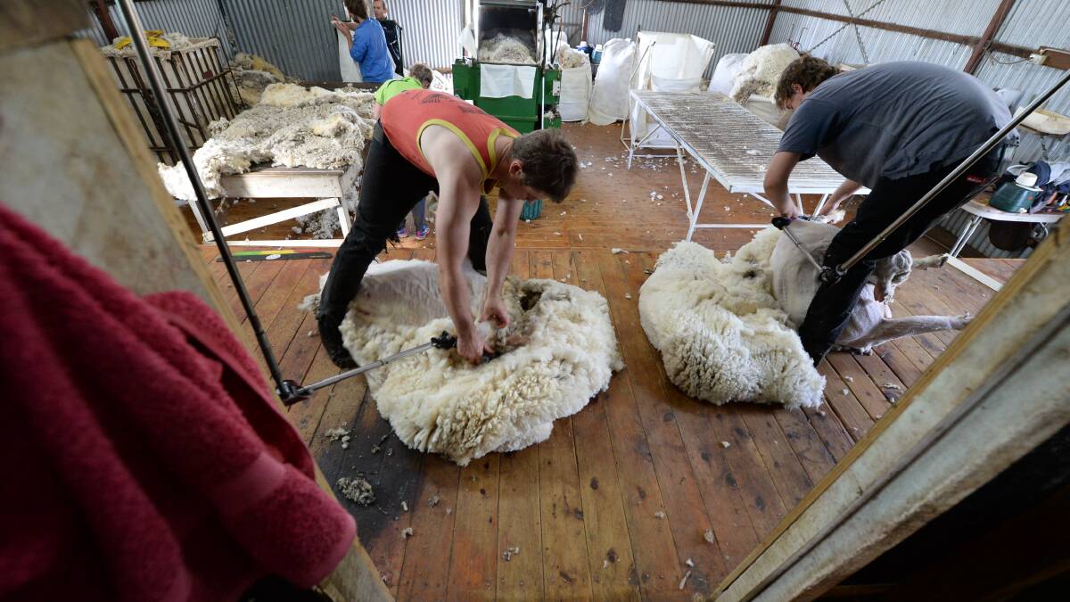 Shearer training remains a priority for Australian Wool Innovation but other programs could face cuts pending the results of WoolPoll later this year. FILE PHOTO. 