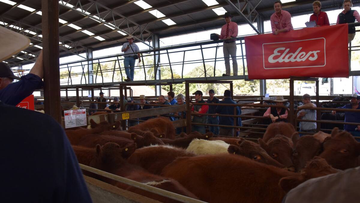 With uncertainty about the season in southern SA prices for light cattle from the north have eased.