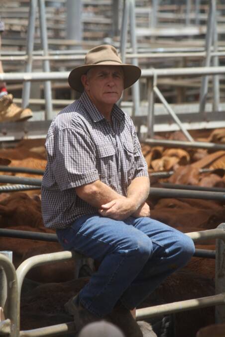 Mick Walker keeping an eye on his 2500 steers an heifers sold at the Dubbo store sale last Friday.