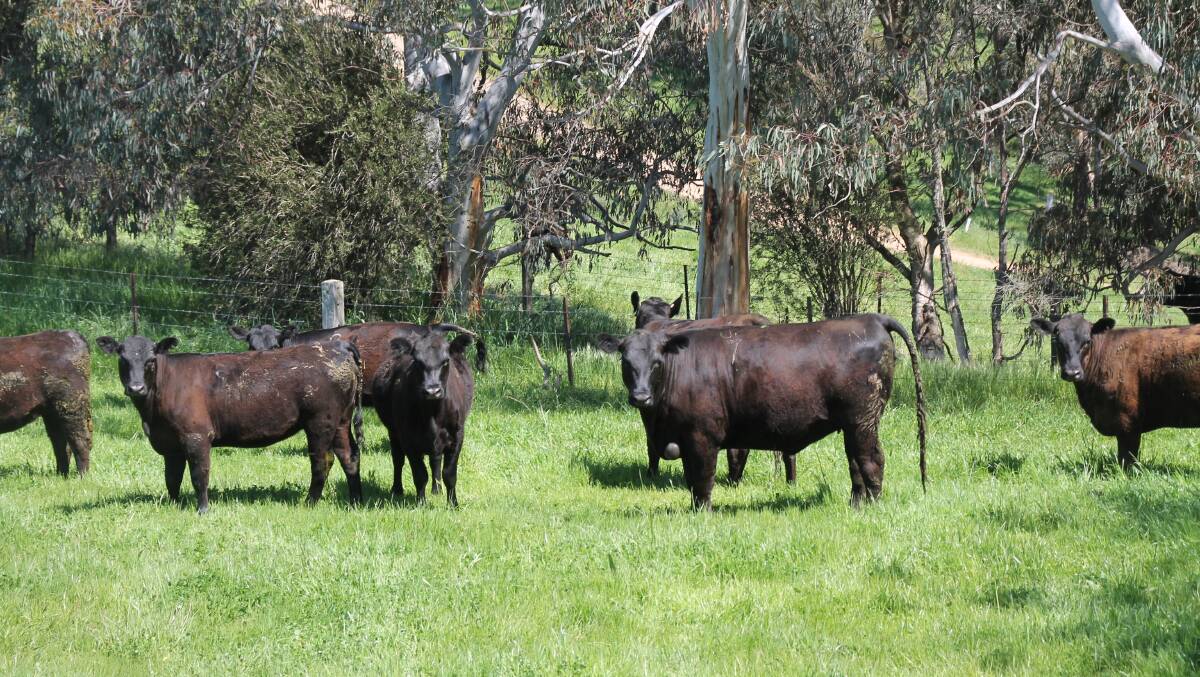 Angus heifers on improved phalaris grass pasture at Corryong in northern Victoria.