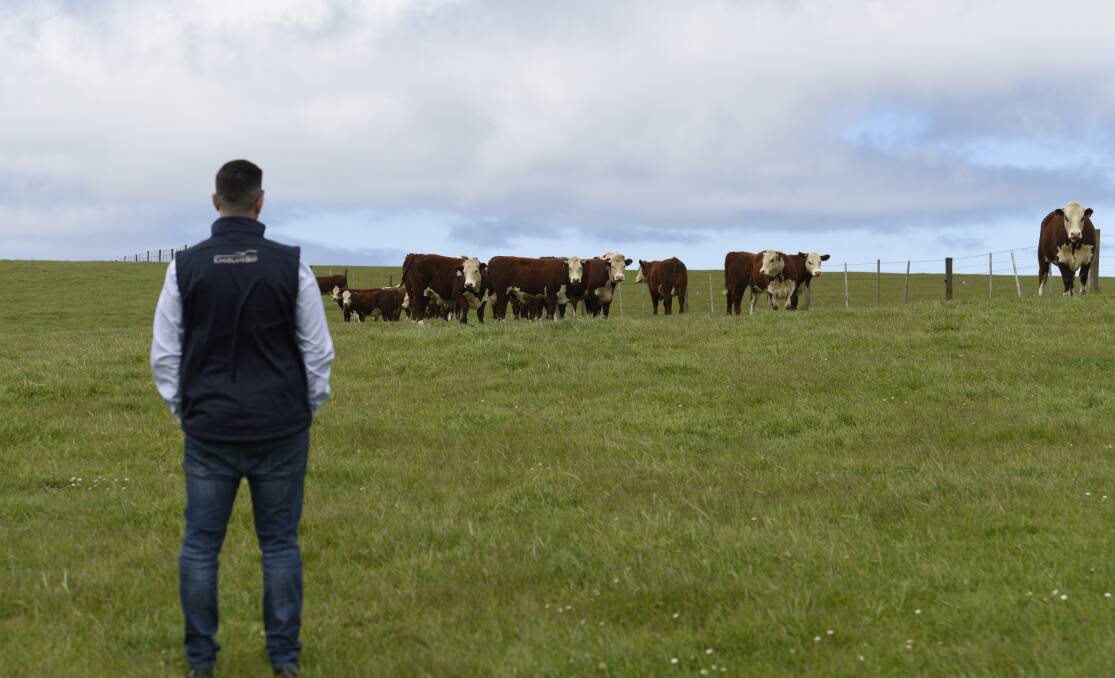Paddock to plate traceability for relaunched King Island Beef brand: JBS