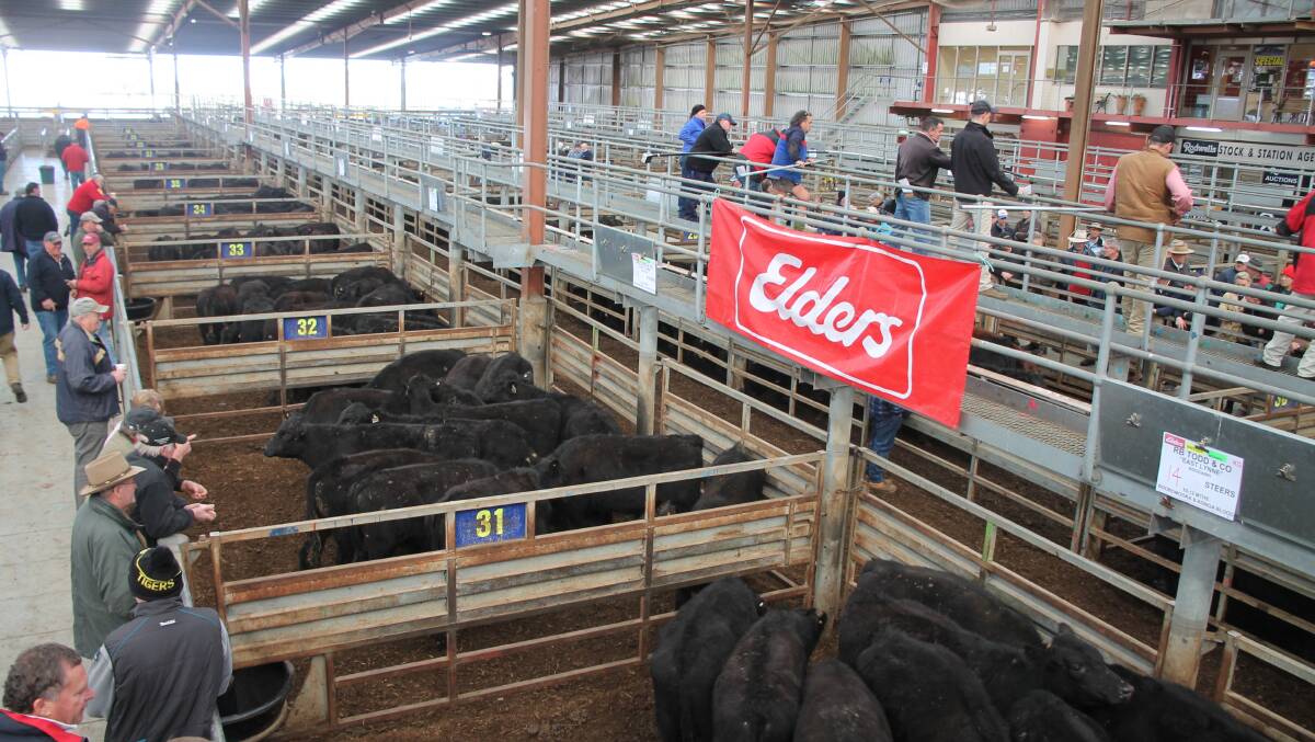 Northern Influx: Angus steers from Inverell NSW which were recently sold in Pakenham.