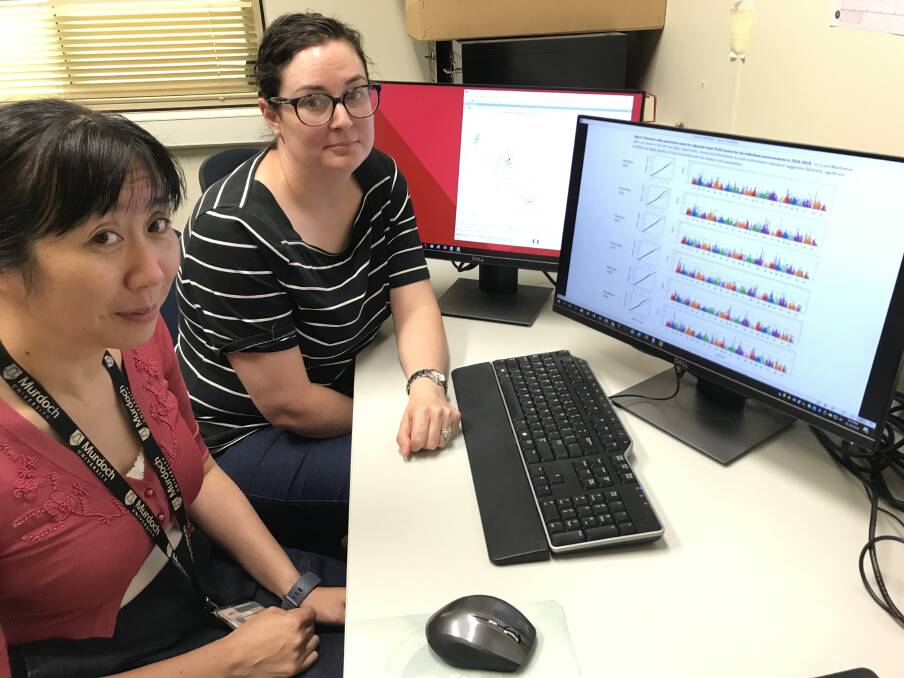 Murdoch University research scientist Dora Li and DPIRD research officer Esther Walker analyse genetic marker data for SNB resistance in wheat.