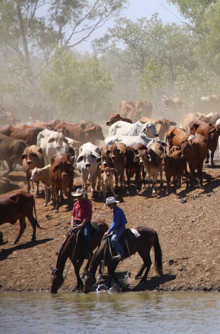 The Curr family 16,000 cattle on Yelvertoft Station and on another two properties in the Julia Creek district.