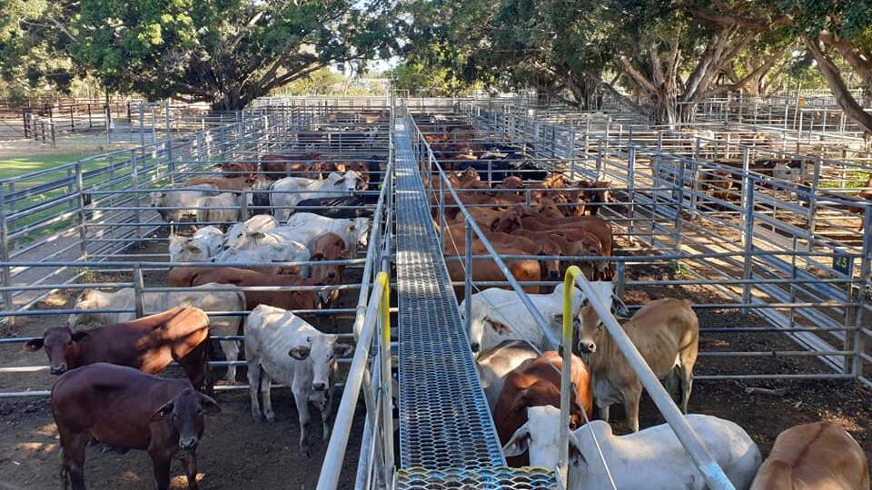 A row of fat heifers on the left and fat steers on the right. Picture: Mareeba Saleyards