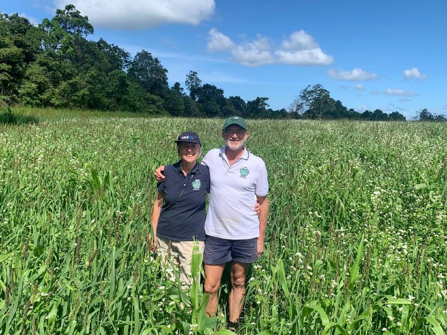 Mungalli Creek Dairy owners Michelle and Rob Watson have just harvested their summer silage for their cows and in the diverse mix you'll find over 12 species. Picture: Ben Harden