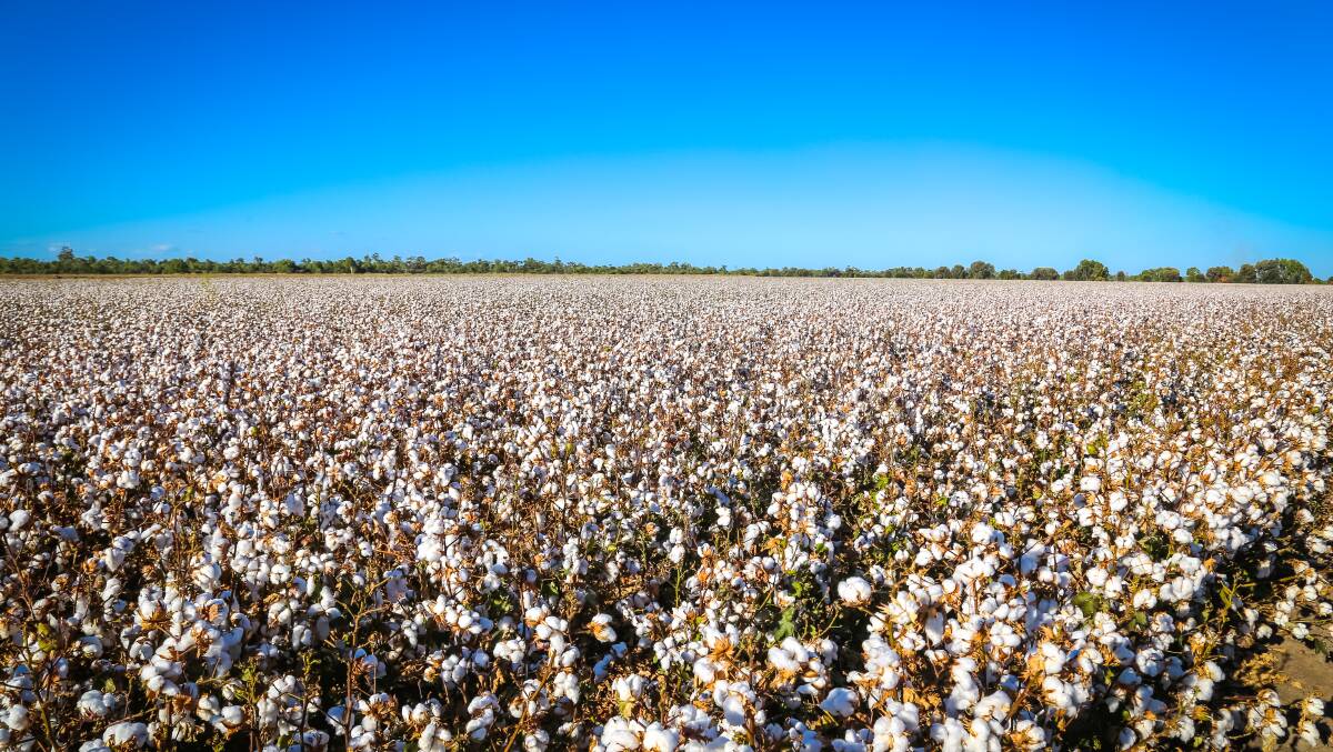Cotton does not deserve its bad reputation, NT farmers say.