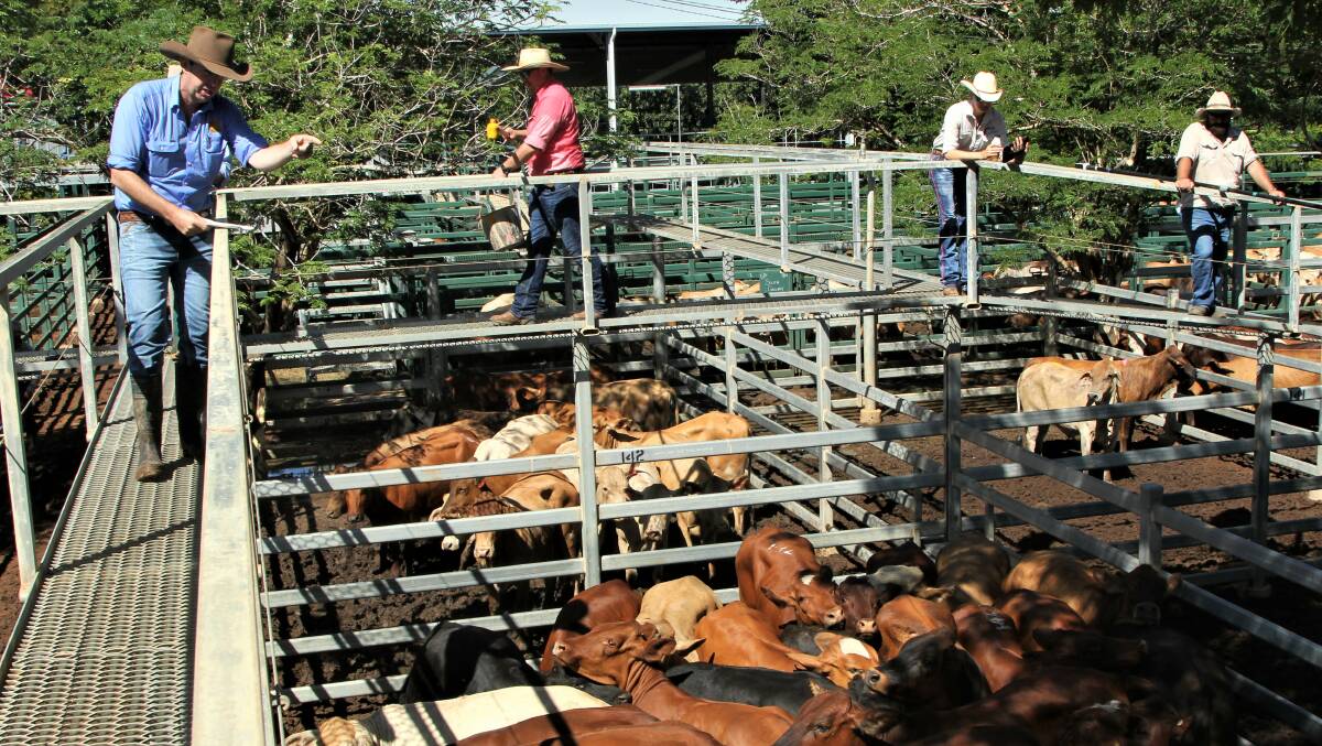 Cattle were sourced from Blackall, Tambo, Quilpie, Julie Creek, Barcaldine, Mount Isa and Winton.